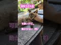 湘南やぎの里🐱猛暑🌻 ボランティア募集 ヤギ 保護猫 保護犬