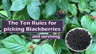 The Ten Rules for picking Blackberries and Surviving