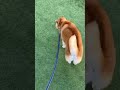 柴犬福 姉とドッグランいる時の柴犬🤣shiba walk🤣 姉と柴 shorts dogshorts funnydog funny shiba 柴犬 시바견