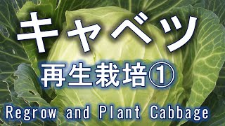 キャベツの再生栽培①　キャベツの芯からキャベツを作る　Regrow and plant Cabbage