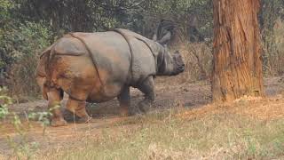 Single horned Rhino walking