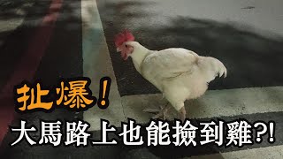 扯爆!大馬路上也能撿到一隻雞?!【精鵡瘋雲】【寵物日記】