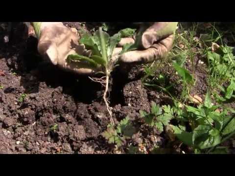 Easy Weeding - How to Get Rid of Weeds in Your Vegetable Garden Easy Weeding - How to Get Rid of Weeds in Your Vegetable Garden