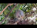 vahui green pigeon