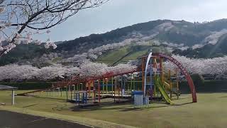 2023年3月28日　遠回り寄り道出勤　#高城観音池公園　#満開桜