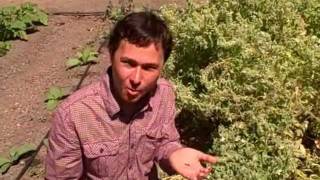 Stalking the Edible Rare White Flower Borage Plant and Saving its Seeds