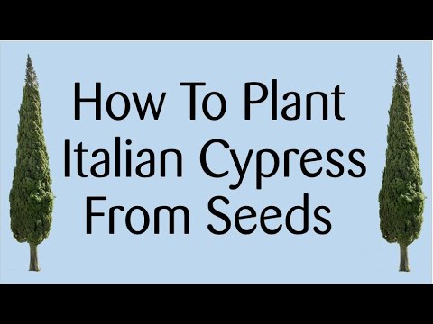 How To Propagate Italian Cypress Tree From Seeds - YouTube