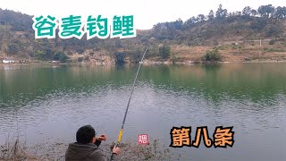 挑战谷麦钓100条鲤鱼的，气温骤降依然坚持，别人空军我上鱼