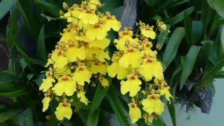 (26) (95) Oncidium Aloha Iwanaga