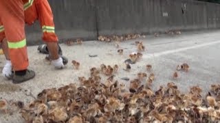Hundreds of chicks spill onto motorway as transport truck tips over