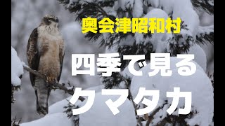 四季で見る　クマタカ