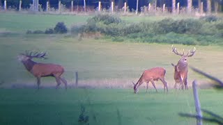 Red deer roaring and fighting in the Ardennes September 2019