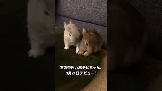 【朗報❣️】ちゃびをお迎えします。🐰😆🙌