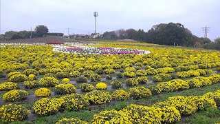 あかぼり小菊の里　〜ボランティアと共に支える色とりどりの小菊〜　2023年11月10日〜