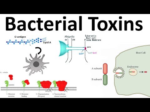 Why do some bacteria release toxins?
