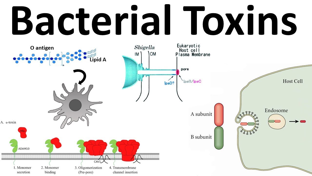 Bacterial Toxins: Endotoxin And Exotoxins - YouTube