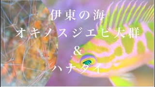 伊東の海でダイビング　　オキノスジエビやマダラハナダイと出会う！