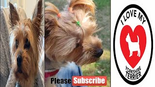 Yorkie Lucy array of sunshine Yorkshire terrier