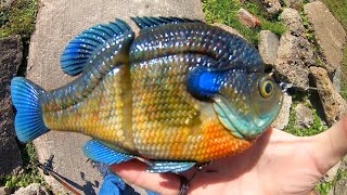 Fishing a BIG BLUEGILL SWIMBAIT for MONSTER BASS!