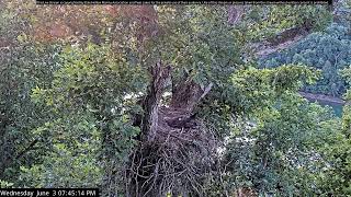 Dale Hollow Eagle Camera Live Stream