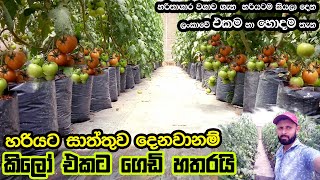 ගෙඩි හතරයි කිලෝ එකයි | හරිතාගාර තක්කාලි වගාව | Greenhouse Tomato  Farming