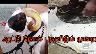 ஆட்டு தோல் பதப்படுத்தும் முறை🐐🐑/viviliya christy official