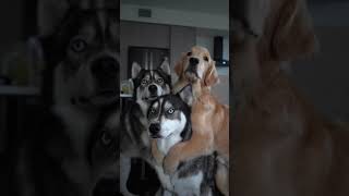 My dogs first triple hug ❤️ #dog #dogs #husky #goldenretriever #cute #selfie