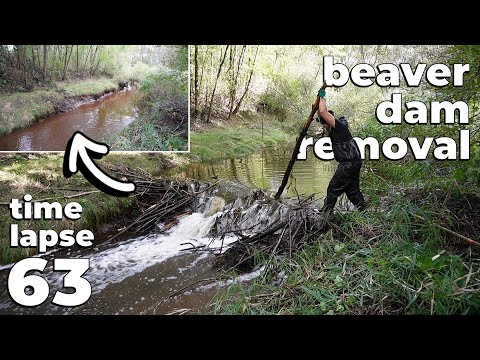 Beaver Dam Removal No.63 – Time-Lapse Version