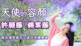 天使的容顏.許願藤.錫葉藤.南投埔里錫葉藤秘境/南平山道田生態農場