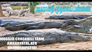 முதலைப்பண்ணை அமராவதி உடுமலைப்பேட்டை MUGGER CROCADILE FARM AMARAVATHI ATR UDUMALAIPETTAI