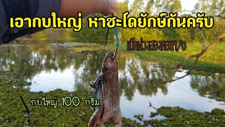 กบใหญ่จัดหนัก หาชะโดใหญ่...!! #giantsnakeheadfishing #เหยื่อสด #ตกปลาชะโด