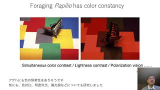 IL3. Butterfly Color Vision - Another View of Our World, チョウの色覚ーもうひとつの視覚世界, ARIKAWA Kentaro, 蟻川 謙太郎