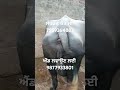 ਤੀਜੇ ਸੂਏ ਝੋਟੀ ਵਿਕਾਊ @dhaliwal_farming farming buffalo animals trending short shorts