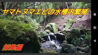 ヤマトヌマエビの水槽内繁殖に挑戦！