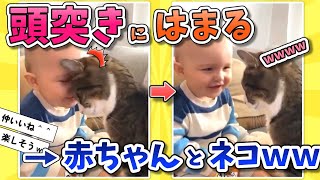 【2ch動物スレ】頭ごっつんこが楽しいネコと赤ちゃんｗｗｗ