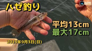 【ハゼ釣り】 平均13cm最大17cm 2023年9月3日