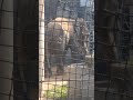 秋寒✎①インドゾウ・印度像・リュウトくん・沖縄こどもの国・・・indian_elephant ・okinawa zoo u0026 museum 20241130