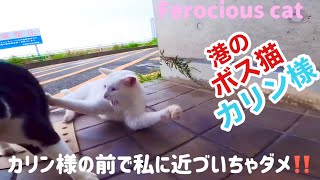 港のボス猫カリン様と愉快な仲間たち‼️懲りない仲良しコンビも登場Ferocious cat