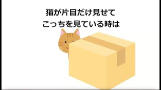 飼い猫の気持ちがもっと良くわかるようになる雑学10選＃雑学#1分間