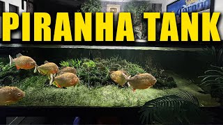 700 gallon PIRANHA aquarium gets needed cleaning