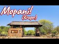 Mopani Rest Camp! Ep 428