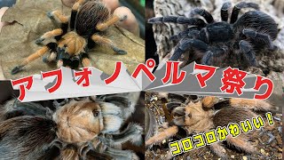 【可愛すぎる】タランチュラ新入荷紹介 | 奇蟲屋 榊