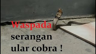 Waspadai serangan cobra