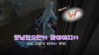 [제5인격]  사도 고양이 피하는 법?!