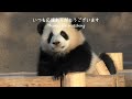 お顔見せてね【たった今】アドベンチャーワールド、彩浜🌈【毎週パンダ2022 12 03】panda just now cute panda video