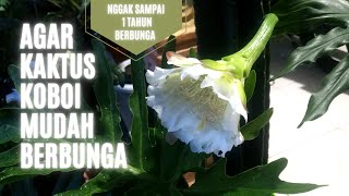 Agar Kaktus KOBOI Mudah BERBUNGA #cactus_kebuncilik