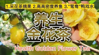 Golden Flower tea, giant lemon, black fish reared in high-density pond, Ducks in the water in Yulin