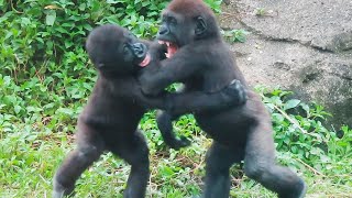 慢慢的小金剛Jabali與Ringo 🦍👶🏻The slowly movement of baby gorillas Jabali and Ringo