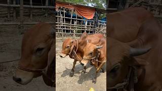 গরু guru cow goru amba hamba cow videos gorur video guru guru goro guru tiktok গরুর ভিডিও golu#viral