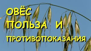 Овёс. Лечебные свойства и противопоказания.